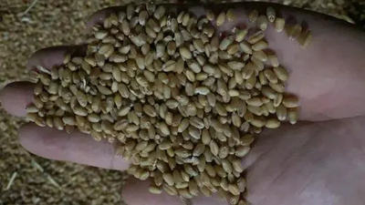 1638779498211339.jpg 小麥.webp.jpg