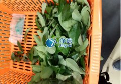 全自動(dòng)樣品研磨儀研磨降香黃檀樹葉、樹枝