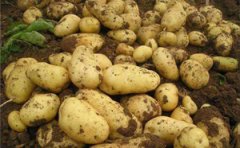 全自動(dòng)樣品研磨儀對(duì)馬鈴薯研磨提取研究更多未發(fā)掘功能