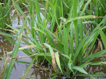 冷凍研磨設備能滿足水稻稻瘟病葉片的研磨需求嗎？